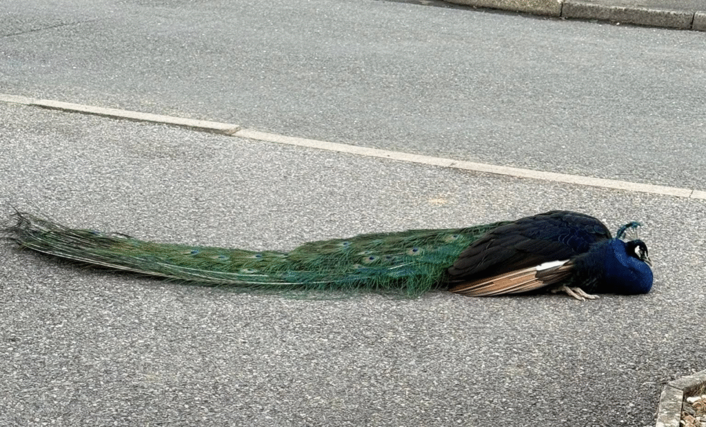 Overton Peacock - April Saunders